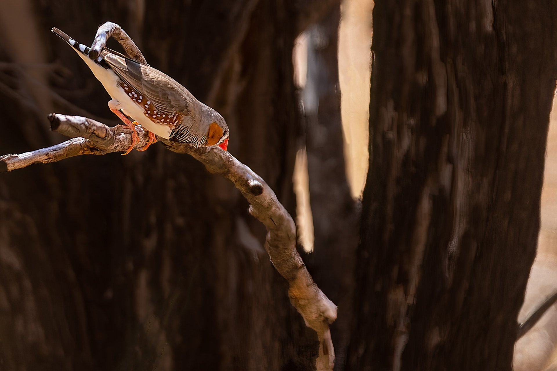 Orniston Gorge - Zenbrafinken